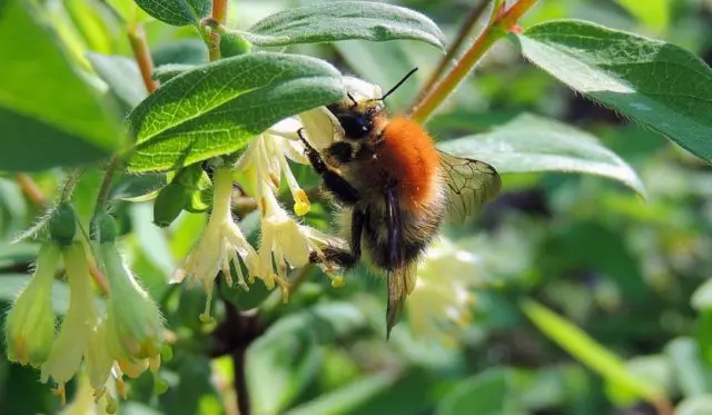 How to calculate the distance when planting honeysuckle