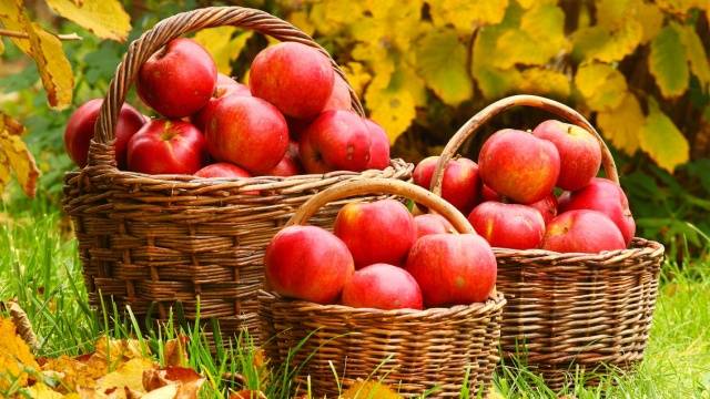 How to care for an apple tree in autumn