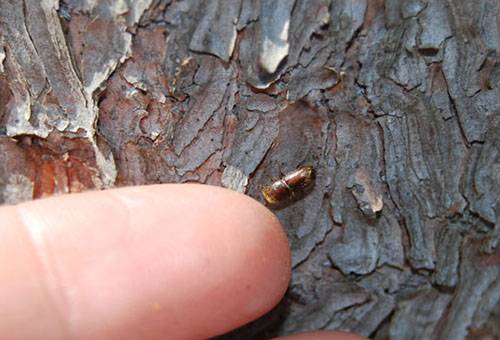 How to care for an apple tree in autumn