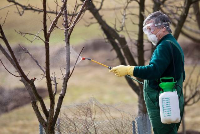 How to care for an apple tree in autumn