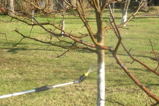 How to care for an apple tree in autumn