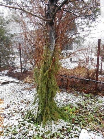 How to care for an apple tree in autumn