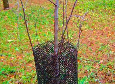 How to care for an apple tree in autumn