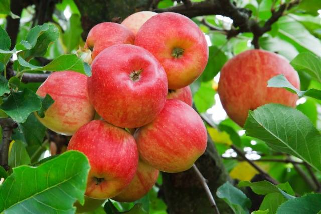 How to care for an apple tree in autumn