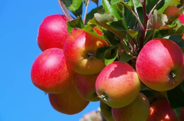 How to care for an apple tree in autumn