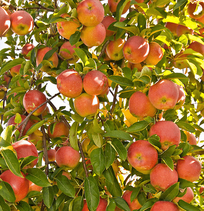 How to care for an apple tree in autumn