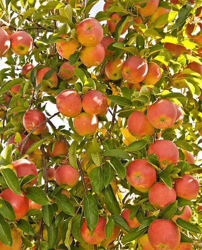 How to care for an apple tree in autumn