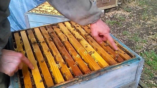 How to care for bees