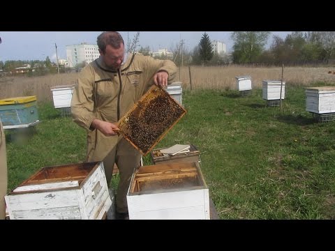 How to care for bees