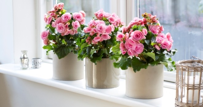 How to care for begonia in a pot: growing conditions and care features + types and varieties for indoor breeding