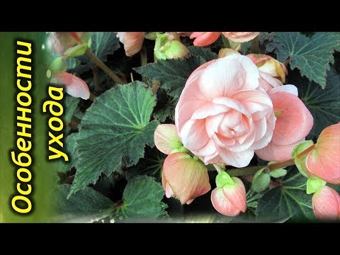 How to care for begonia in a pot: growing conditions and care features + types and varieties for indoor breeding