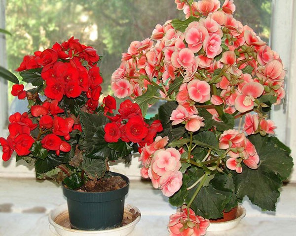 How to care for begonia in a pot: growing conditions and care features + types and varieties for indoor breeding