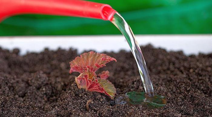 How to care for begonia in a pot: growing conditions and care features + types and varieties for indoor breeding