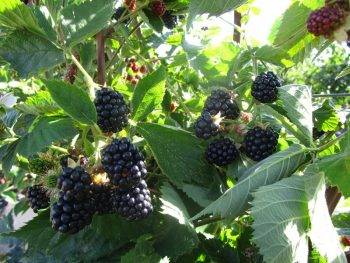 How to care for blackberries