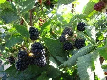 How to care for blackberries