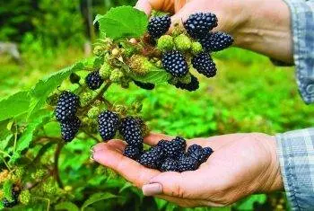 How to care for blackberries