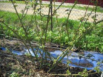 How to care for blackberries