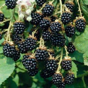 How to care for blackberries