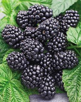 How to care for blackberries