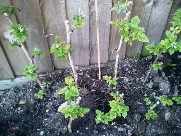 How to care for blackberries