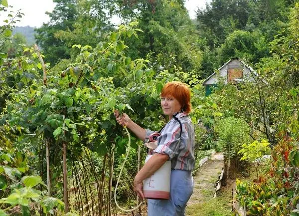 How to care for blackberries