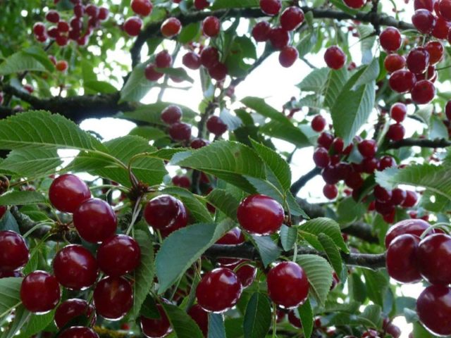 How to care for cherries in spring: tips from experienced gardeners, rules for care after flowering, for a good harvest