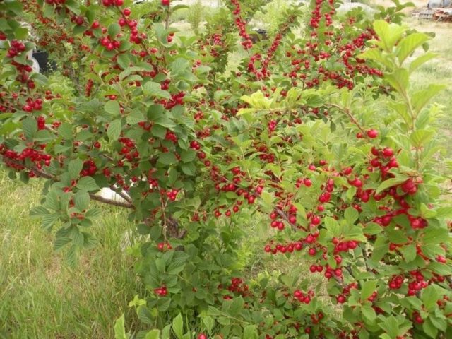 How to care for cherries in spring: tips from experienced gardeners, rules for care after flowering, for a good harvest