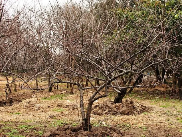 How to care for cherries in spring: tips from experienced gardeners, rules for care after flowering, for a good harvest