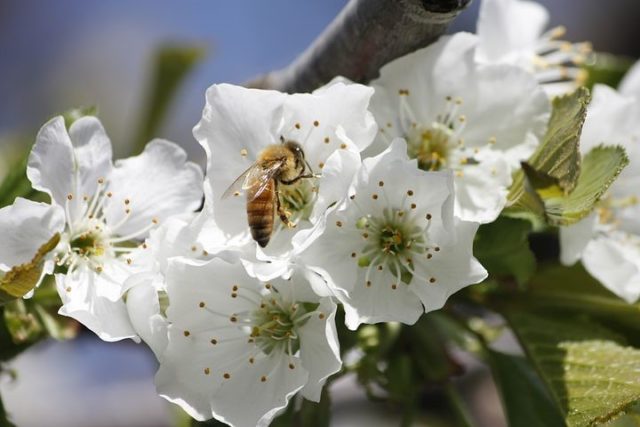 How to care for cherries in spring: tips from experienced gardeners, rules for care after flowering, for a good harvest