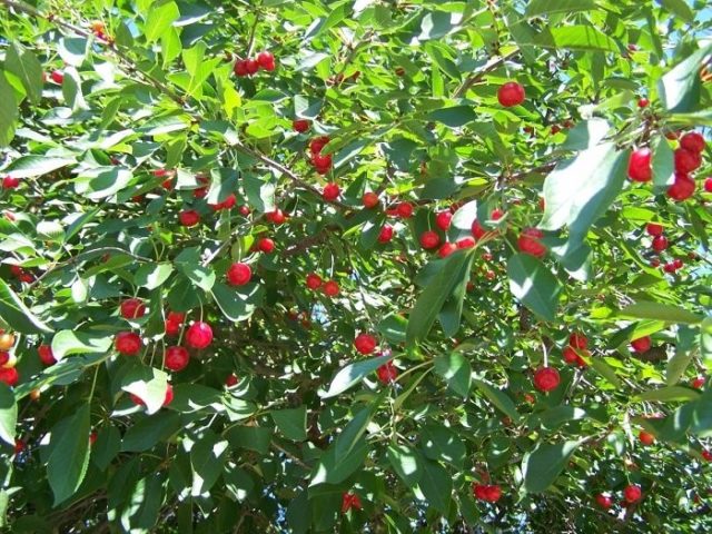 How to care for cherries in spring: tips from experienced gardeners, rules for care after flowering, for a good harvest