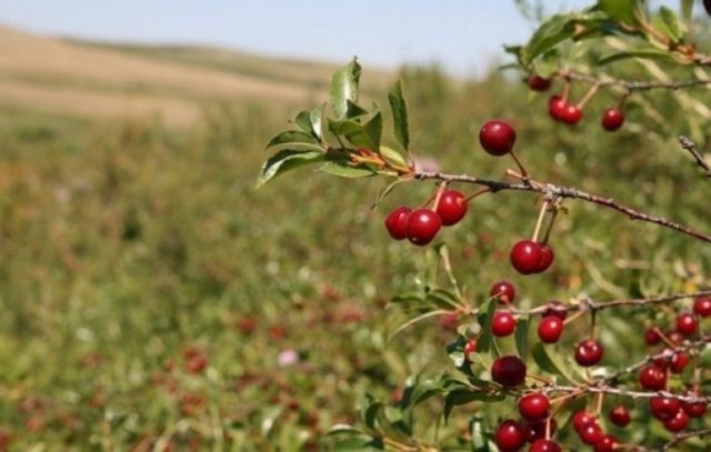 How to care for cherries in spring: tips from experienced gardeners, rules for care after flowering, for a good harvest