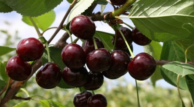 How to care for cherries in spring: tips from experienced gardeners, rules for care after flowering, for a good harvest