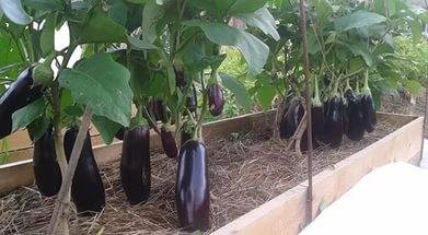 How to care for eggplant seedlings