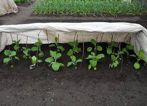 How to care for eggplant seedlings