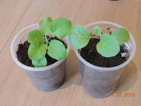 How to care for eggplant seedlings