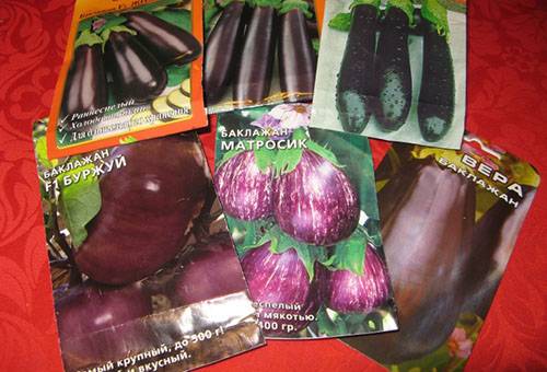 How to care for eggplant seedlings