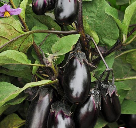 How to care for eggplant seedlings