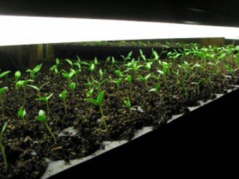 How to care for eggplant seedlings