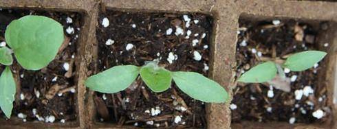 How to care for eggplant seedlings