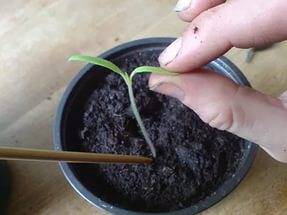 How to care for eggplant seedlings