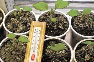 How to care for eggplant seedlings