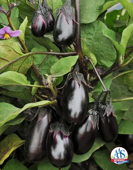 How to care for eggplant seedlings