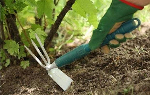 How to care for grapes in autumn