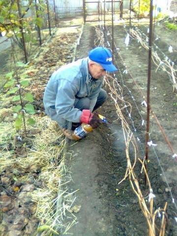 How to care for grapes in autumn