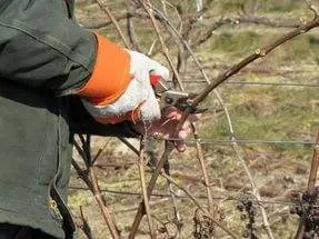 How to care for grapes in autumn