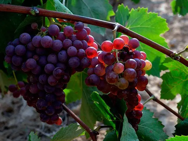 How to care for grapes in autumn