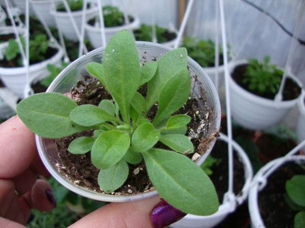 How to care for petunias after germination 