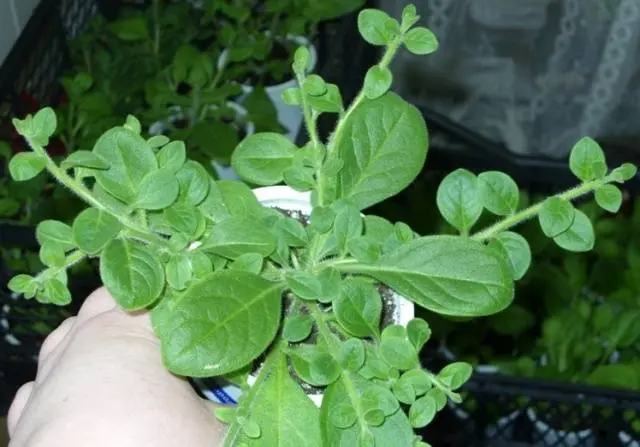 How to care for petunias after germination 