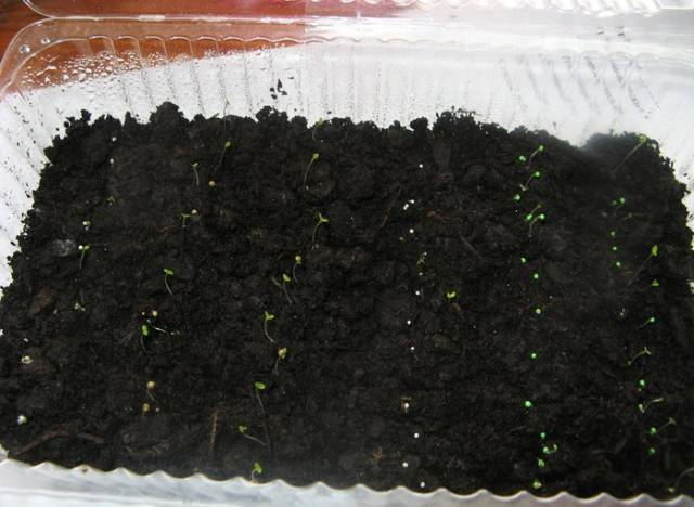 How to care for petunias after germination 