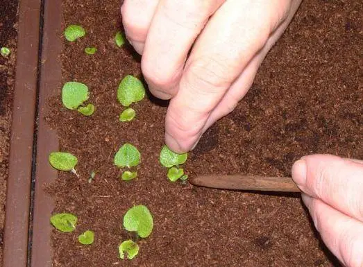 How to care for petunias after germination 